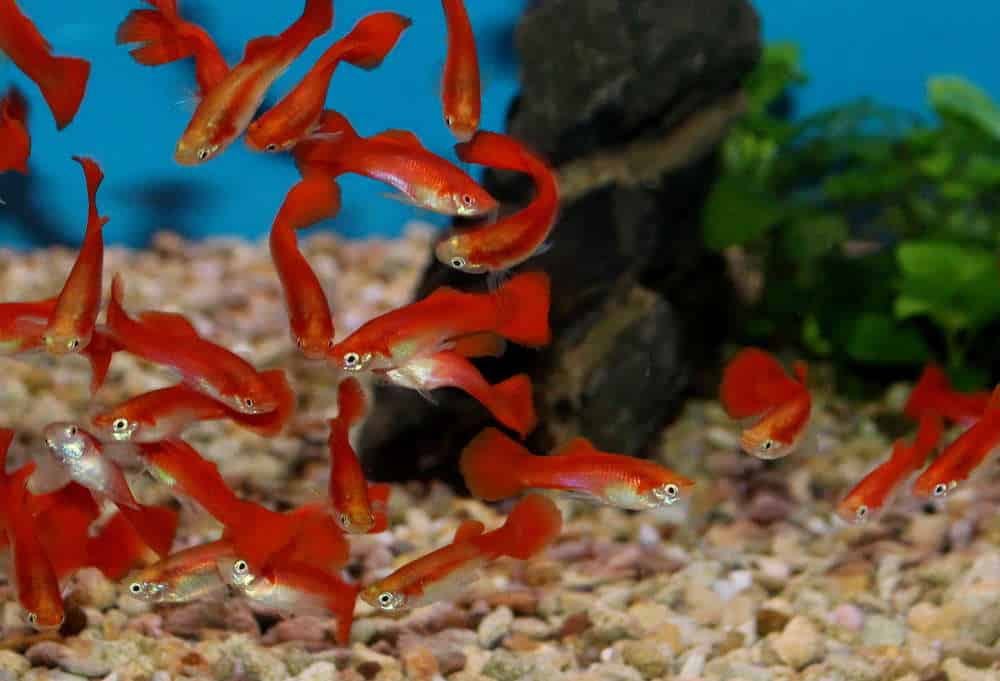 Guppy rojo rubio