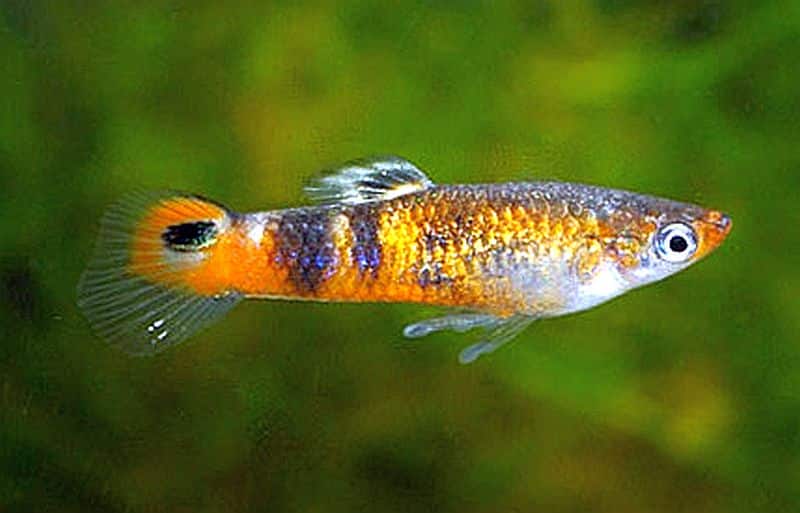 Guppy naranja.
