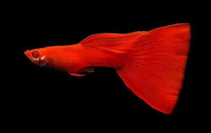 Guppy Albino Rojo Completo.