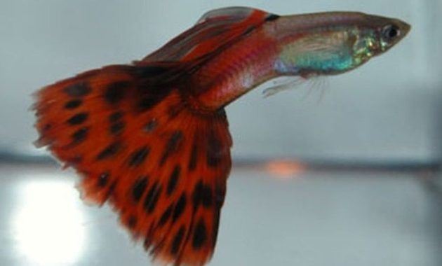 Guppy rojo bicolor
