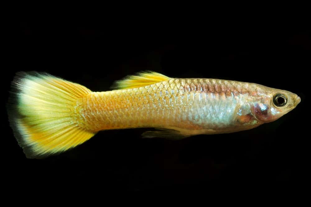 Guppy amarillo.