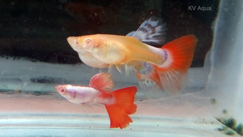 Guppy Albino Cola Roja