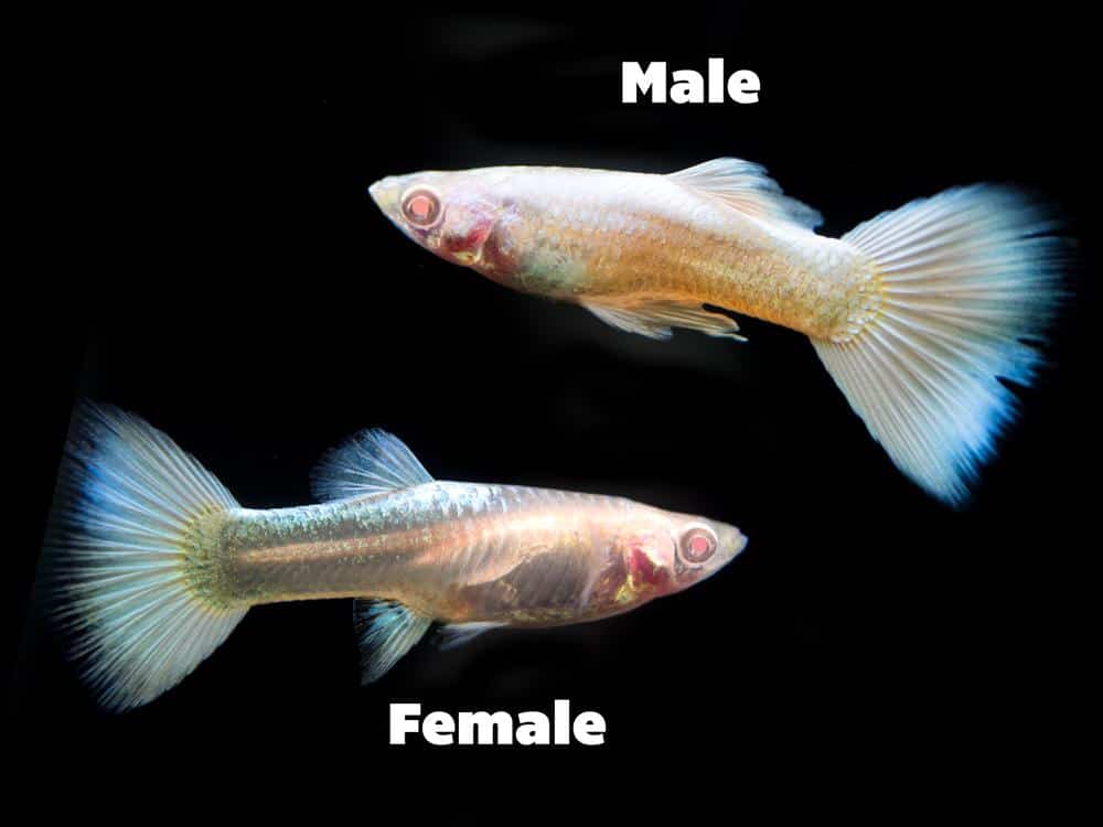 Platino Albino Guppy.