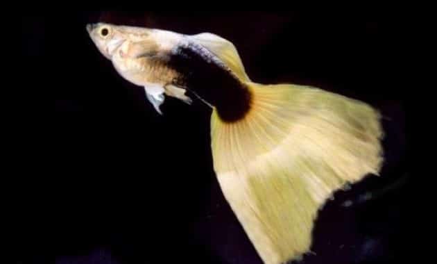 Guppy amarillo medio negro