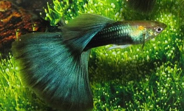 Guppy verde medio negro.