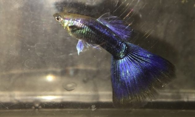 Medio guppy morado negro
