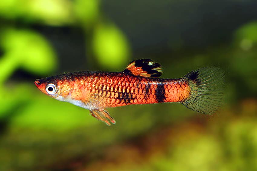 Guppy rojo.