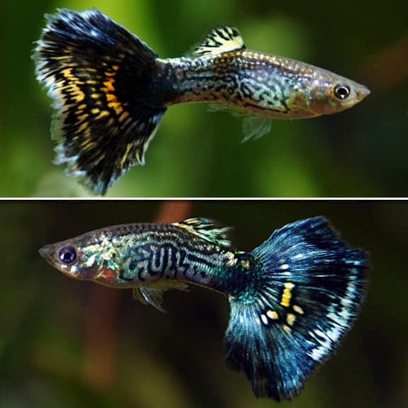 Guppies cobra azul.