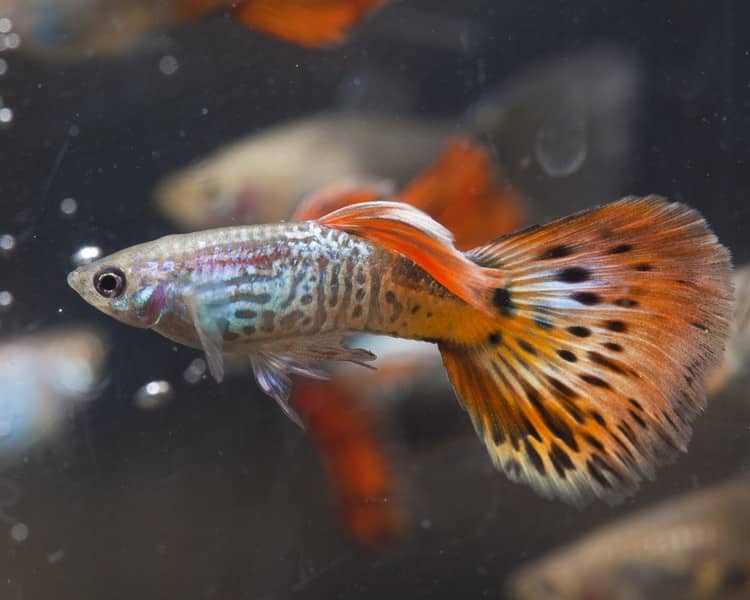 Guppy cobra roja macho.