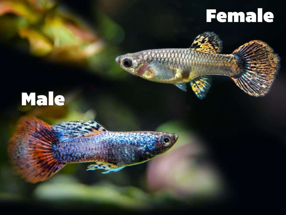Guppies magenta femeninos y masculinos.