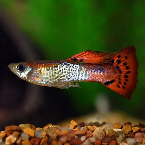 Guppy cobra roja.