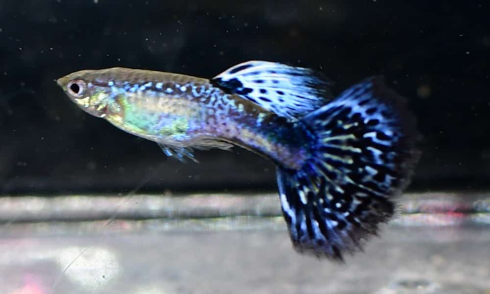 Violeta Cobra Guppy.