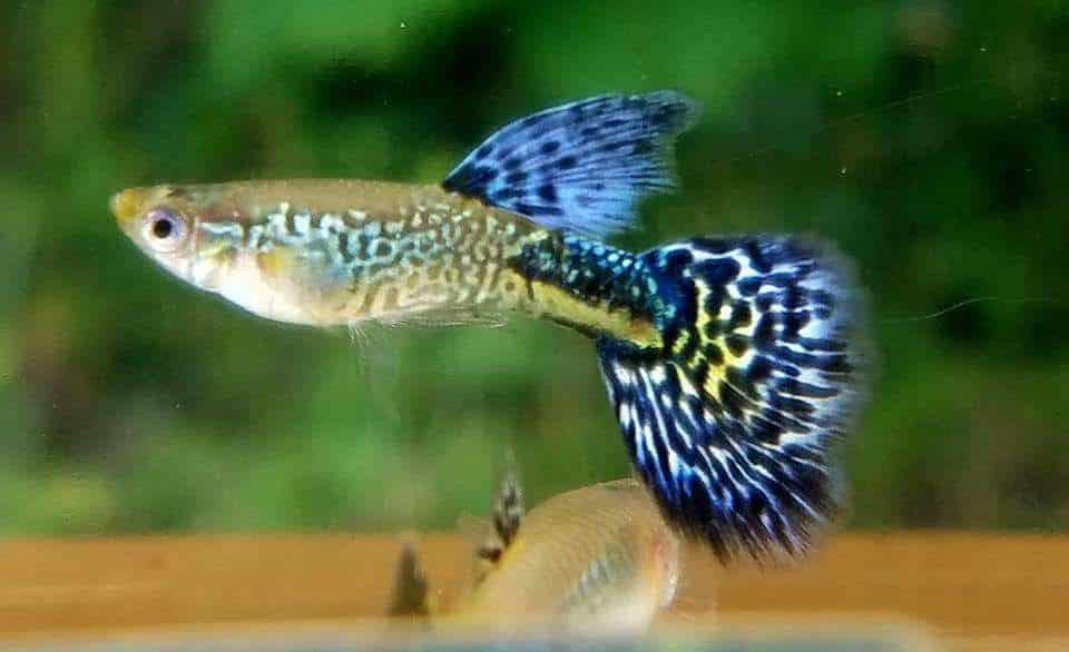 Violeta Cobra Guppy.