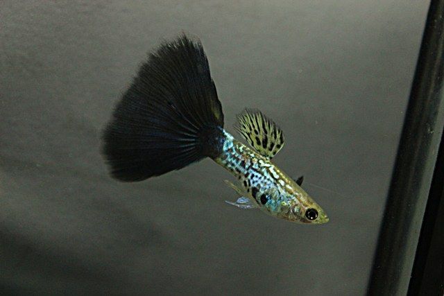 Guppy Cobra negra.