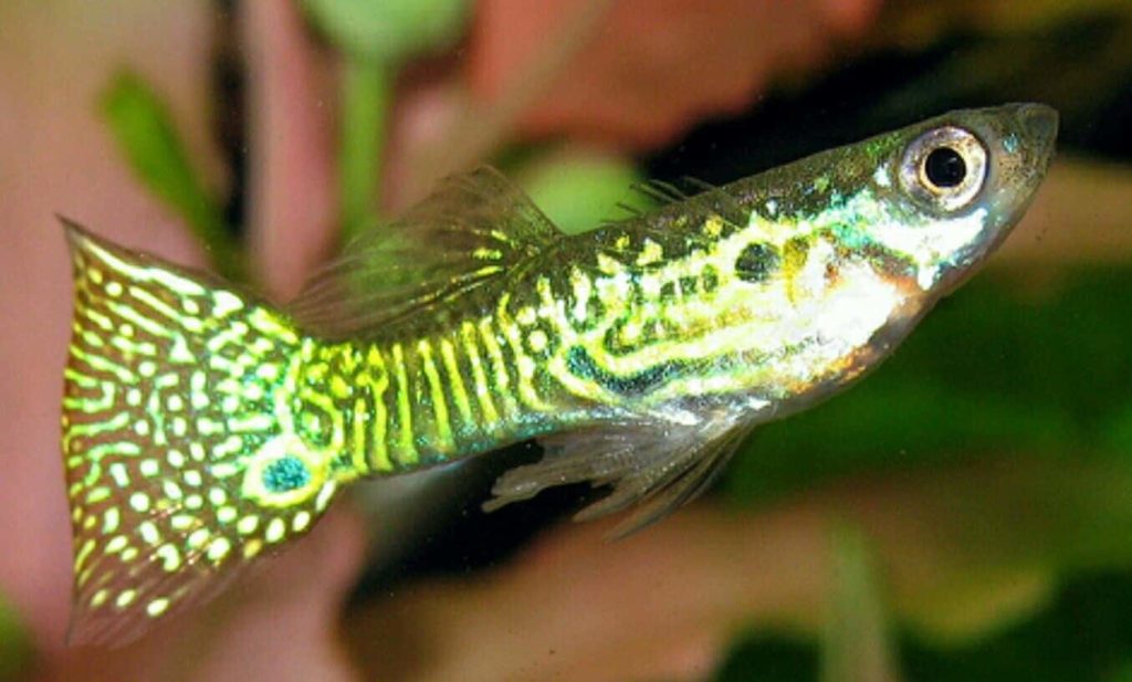 Guppy de piel de serpiente dorada.