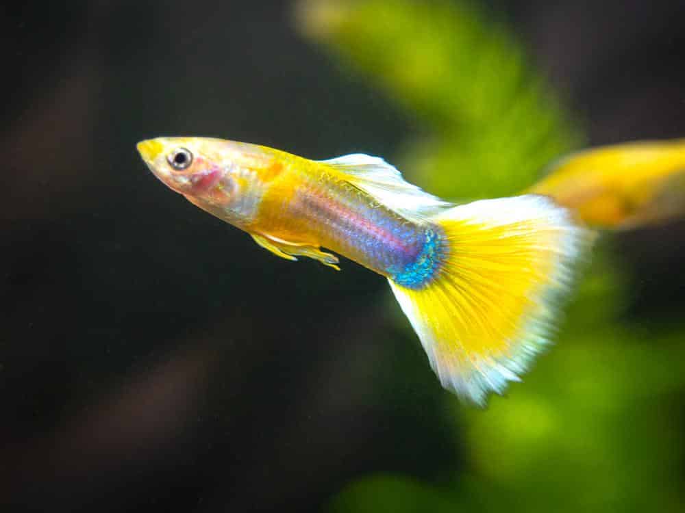 Guppy de esmoquin amarillo.