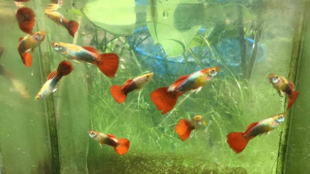Tuxedo Guppy rojo / dorado