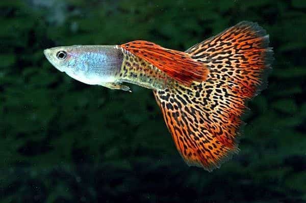 Guppy cola de leopardo.