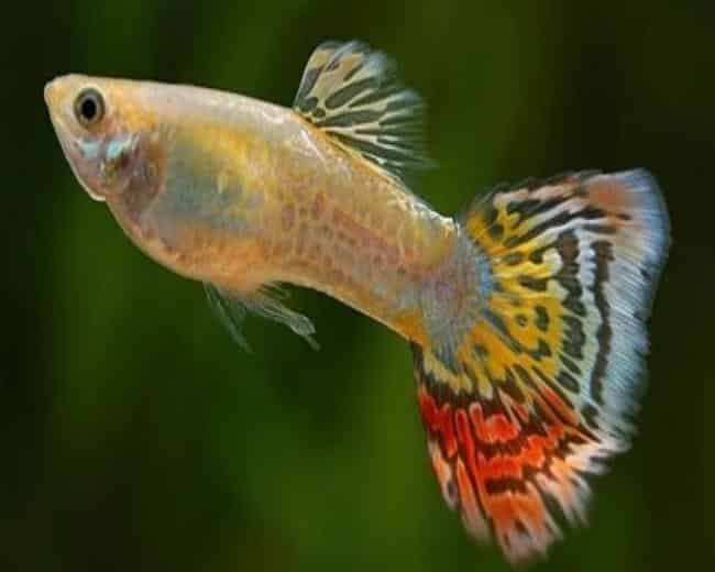 Guppy cola de leopardo amarillo.