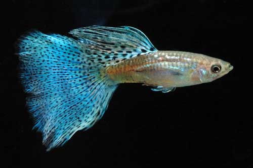 Guppy de cola de hierba azul.