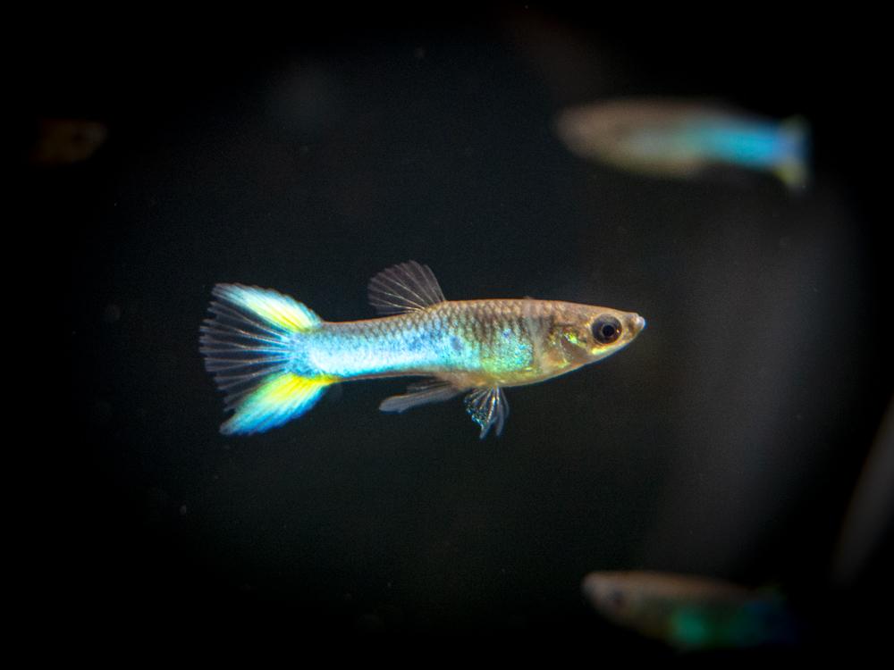 Endler Guppy azul cielo.