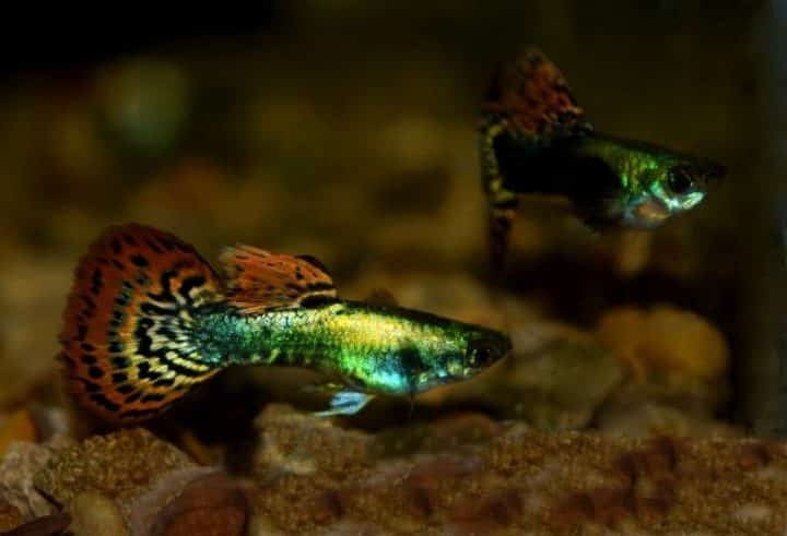 Guppy de cola de mosaico metálico.