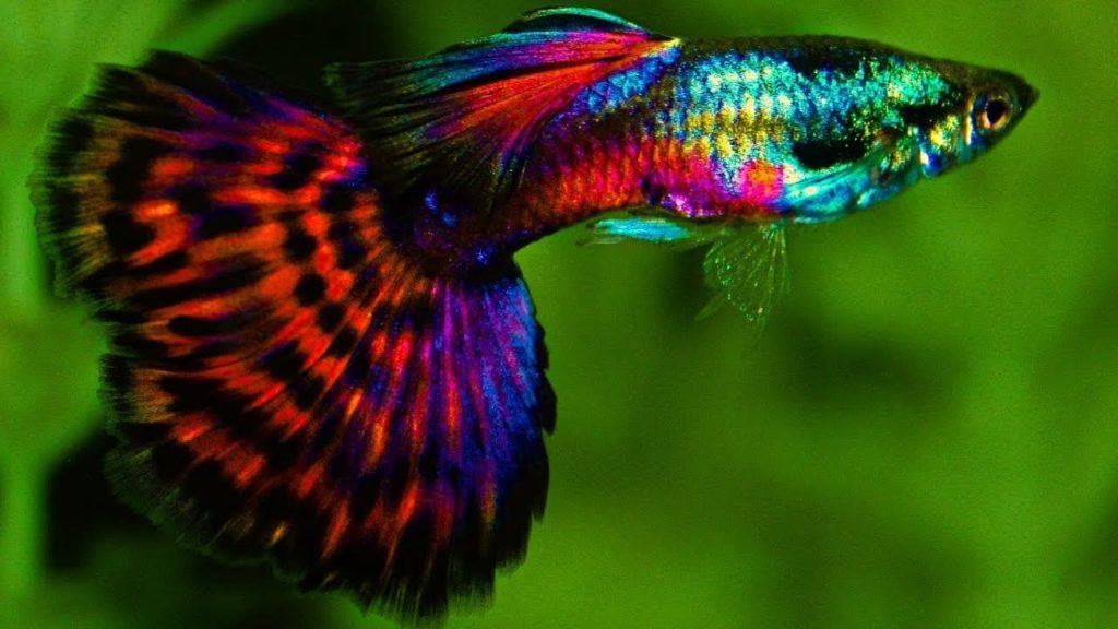 Guppy de cola de mosaico de platino rojo.