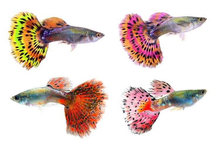 Guppies de lujo.