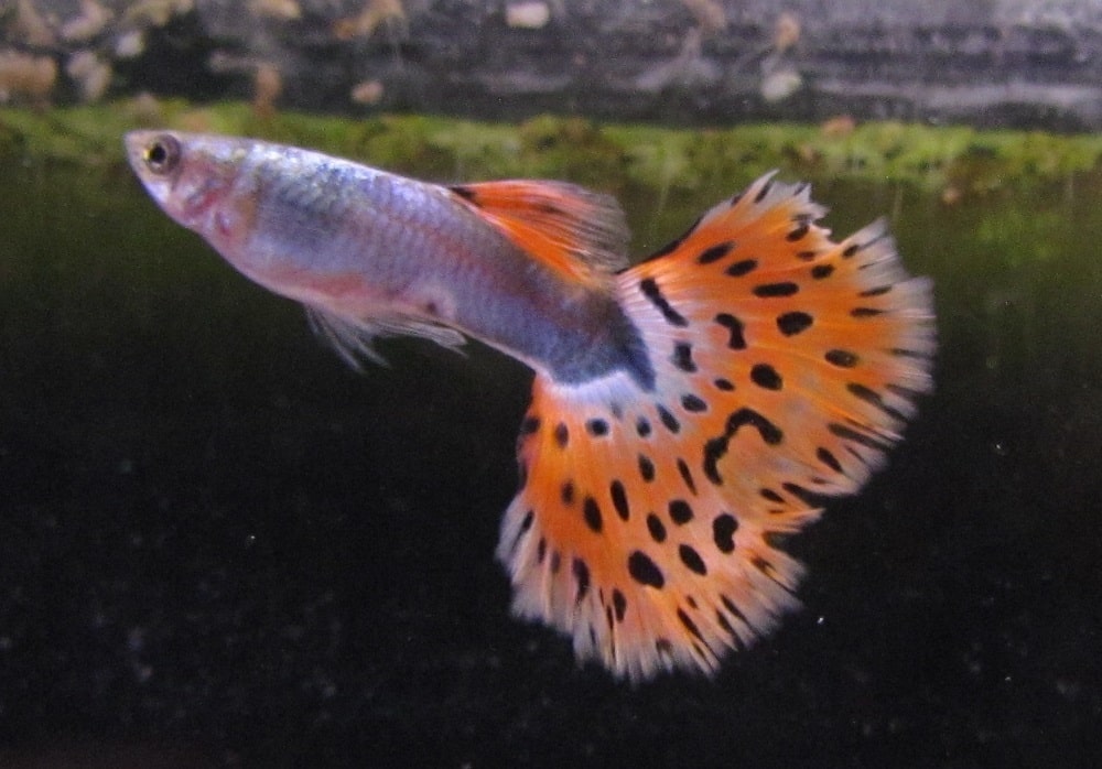 Fantasía Guppy