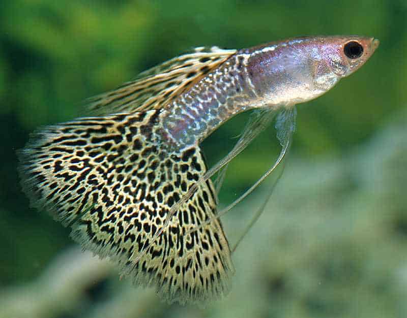 Guppy de cola de velo.