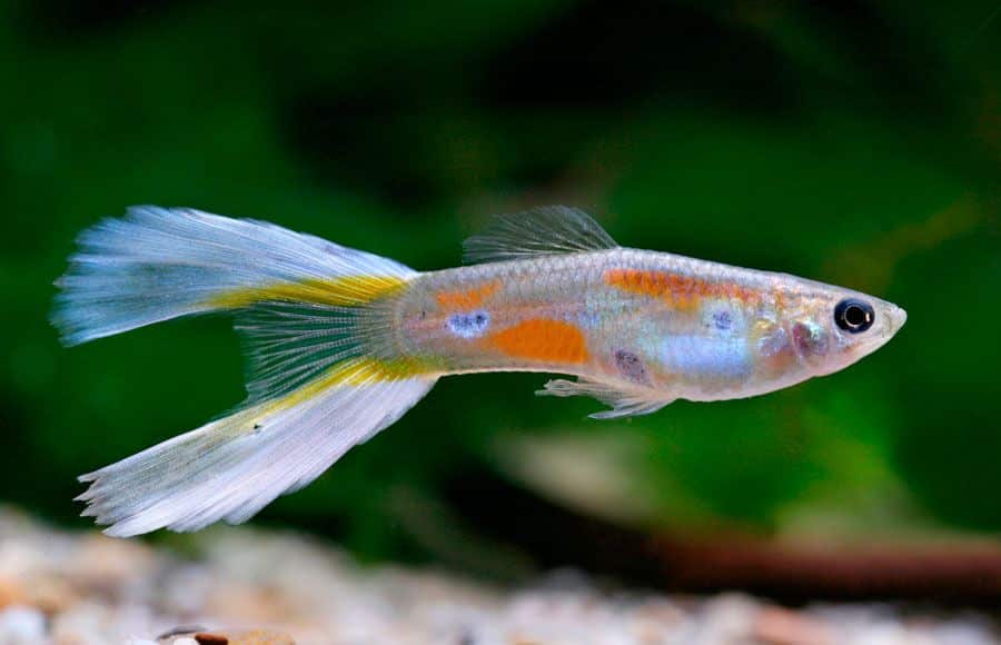Guppy cola de lira