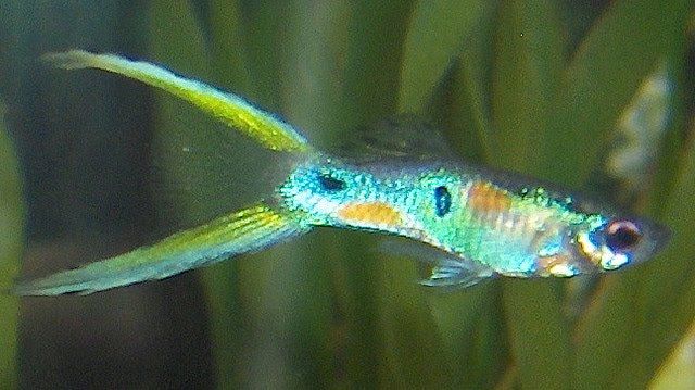Guppy de cola de lira