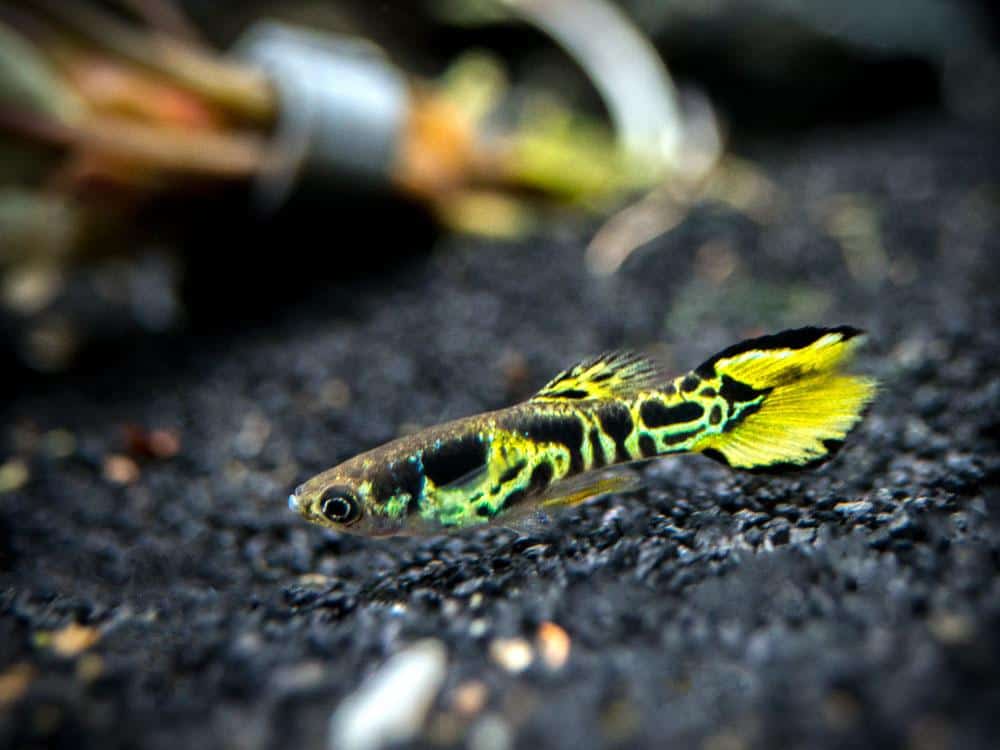 Guppy de Endler amarillo.