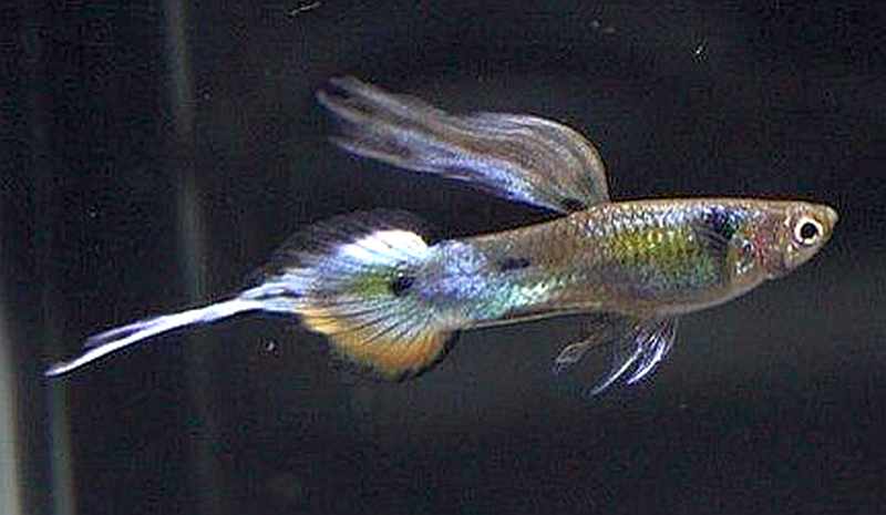 Pin Tail Aguja Tail Guppy