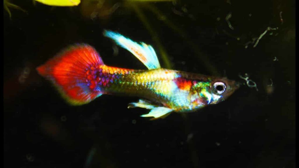 Tuxedo Spear Tail Guppy metálico