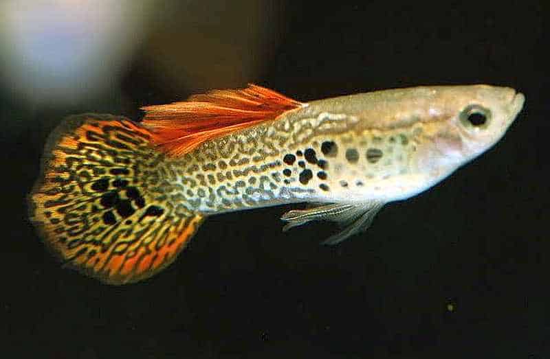 Guppy de cola redonda