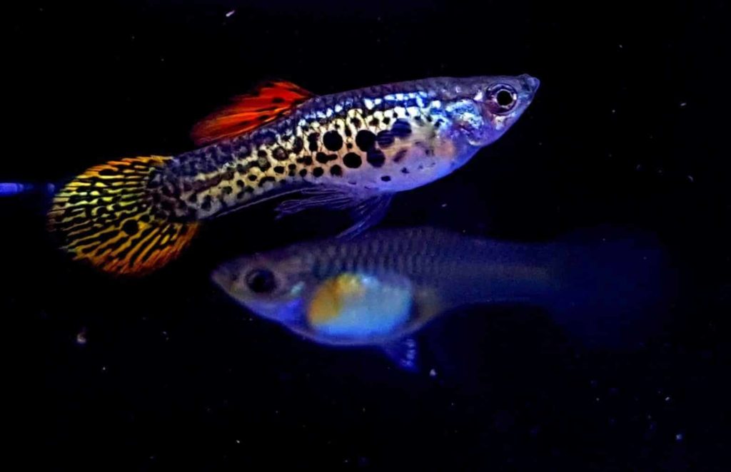 Guppy de cola redonda.