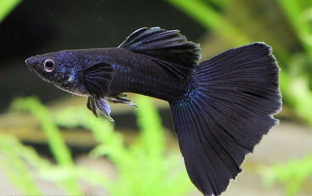 Guppy negro.