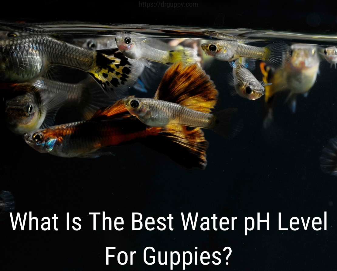 Nivel de pH del agua de los peces guppy - Número ideal