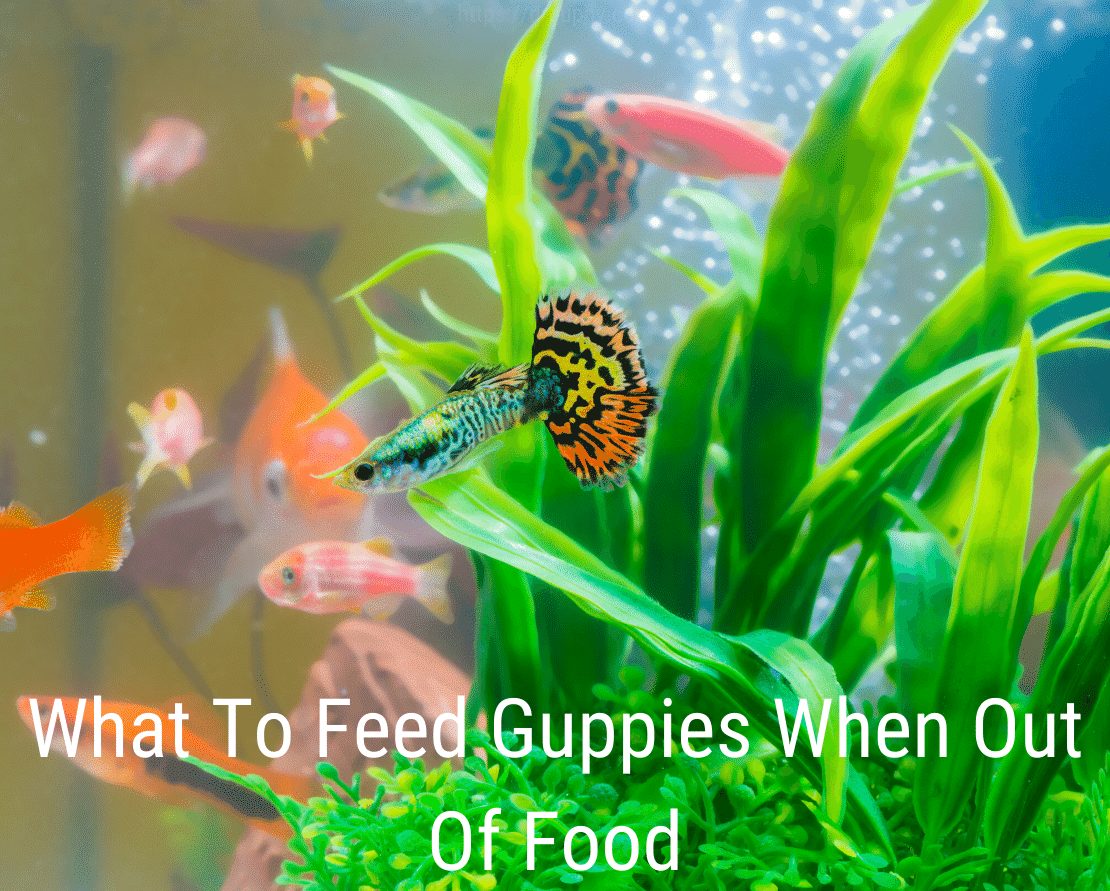 Qué alimentar a los guppies cuando no hay comida