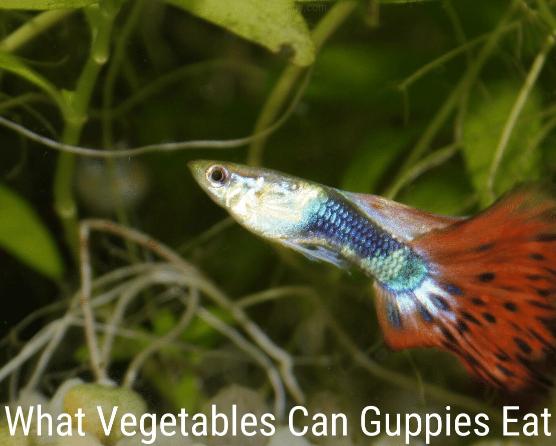 ¿Qué verduras pueden comer los guppies?