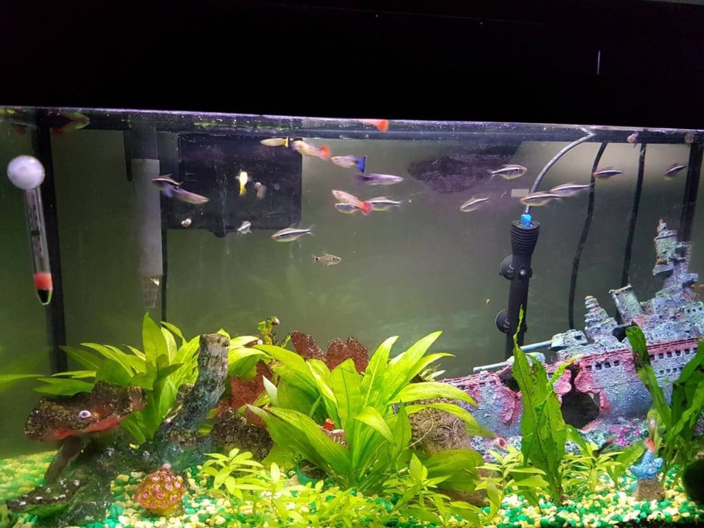 ¿Por qué mis guppies se quedan en la esquina?