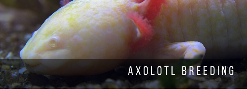 Cría de Axolotl