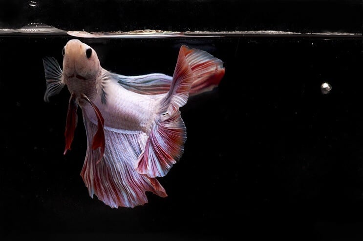 Peces Betta comiendo