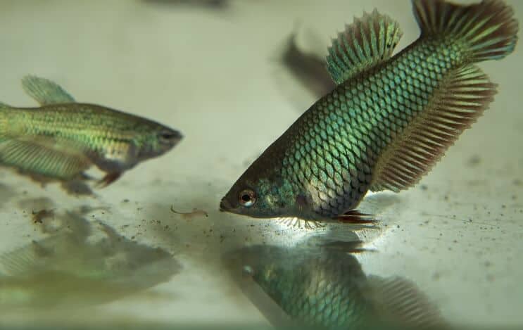 Pez Betta juvenil comiendo