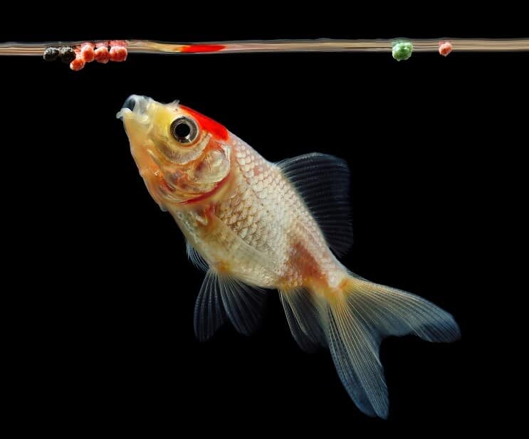 Goldfish comiendo