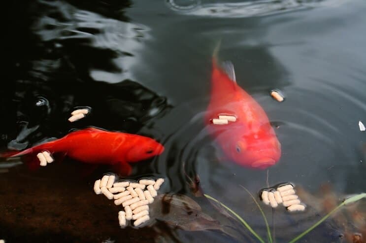Goldfish comiendo pellets