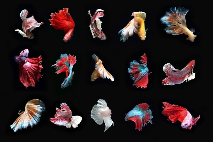 Tipos de peces Betta