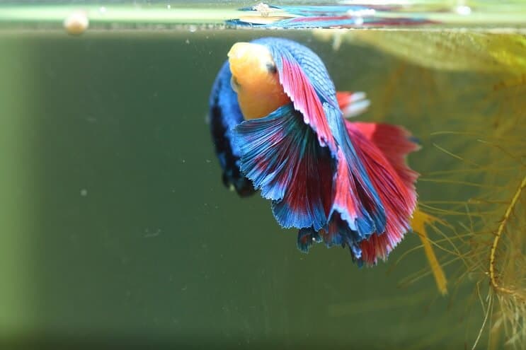 Bettas cría más