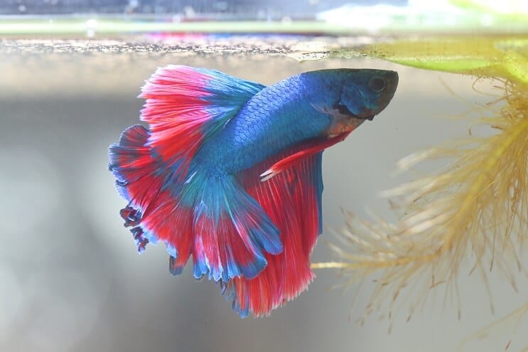 Pez Betta haciendo nido de burbujas